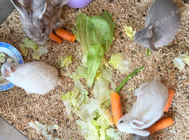 4 baby rabbits