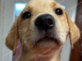 Gorgeous girl Labradors