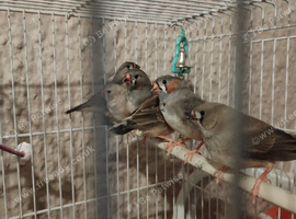 Beautiful baby zebra finches