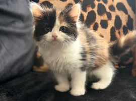 Maine coon x ragdoll x fluffy longhaired kittens