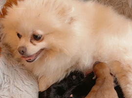 Pomeranian puppies