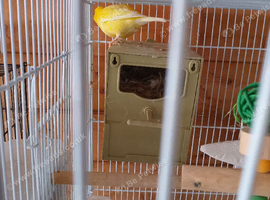 Lovely border canary cock