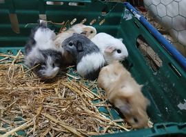 5 male baby guinea pigs