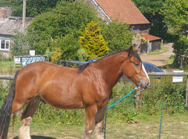Clydesdale  cross