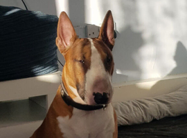English bull terrier stud