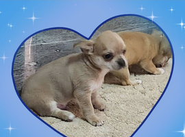 Chihuahua puppies