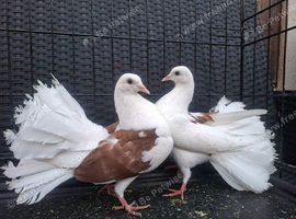 Red saddle fantails