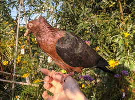 Hand reared fancy pet pigeons available!