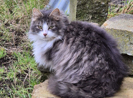 Gray and white fluffy cat