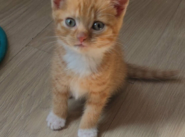 5 Male Kittens Lokking for a New Home