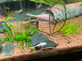 Proven breeding pair of Snow White pleco