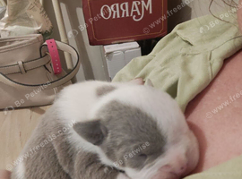 English bulldog puppies