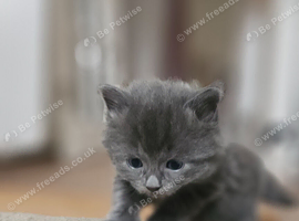 British shorthair x