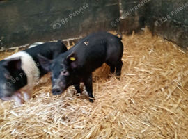Weaners / growers / finishers