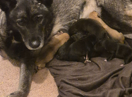 3 girl puppies