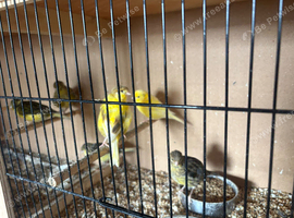 Fife canaries for sale