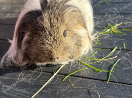 Gorgeous boar (boar)