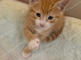 Loving, playful kittens need forever home.