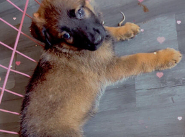 Mali puppies