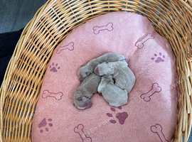 Matipoo ( extra small )