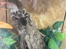 Curly hair female and set up