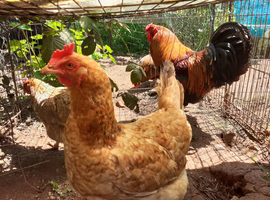 Large Fowl Brahma crossed with Great laying hens -  Chicken hatching eggs FOR SALE &pound;2.50 each