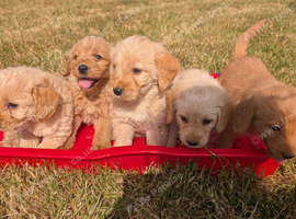 Labradoodle puppies