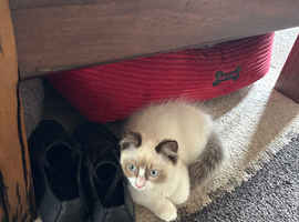 Absolutely gorgeous ragdoll