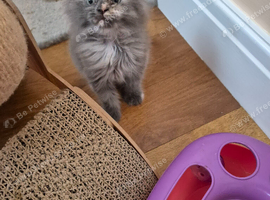 Maine coon kittens available