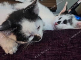 kittens ready