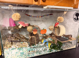 Lovely hamster and cage