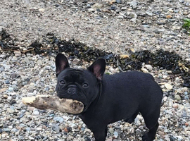 Micro French Bulldog