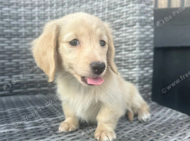 LOVELY CREAM MINI DACHSHUNDS
