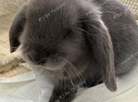 Mini lop baby&rsquo;s   blue  (male )
