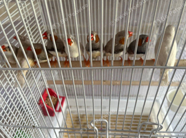9 zebra finches