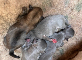 New Born Chihuahuas