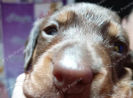 Last male puppy