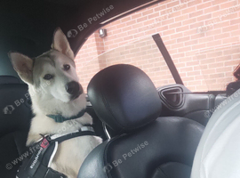 Siberian husky