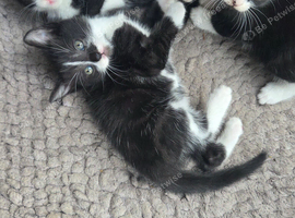 Gorgeous kittens