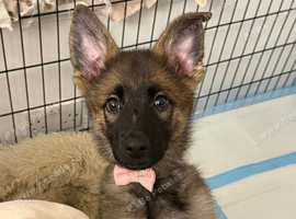 German shepherd puppy girl 3m