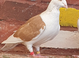 Saddle racing pigeons for sale