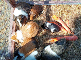 Female guinea pigs