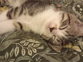 Two kittens need good home