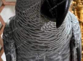 Baby African grey parrot