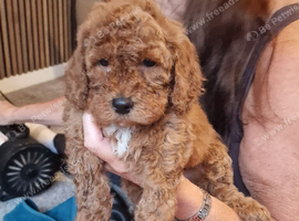 F1b  red cockapoo puppies