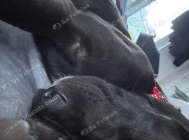 14 week old male black Labrador puppy
