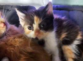 Kittens ready to leave