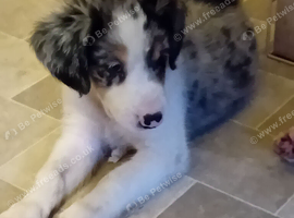 Bearded collie/smoothe blue merle collie mix puppies