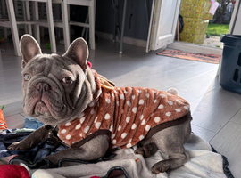 12 Month-Old French Bulldog Looking for a Loving Home