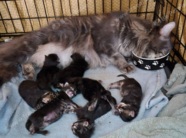 Maine Coon kittens for sale